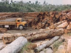 Ministra do meio ambiente diz que monitoramento da Amazônia mostra redução no desmatamento