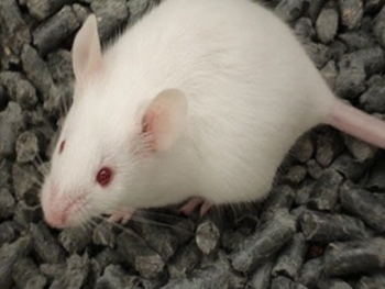 Estudo de cientista brasileiro faz com que ratos sintam luz infravermelha