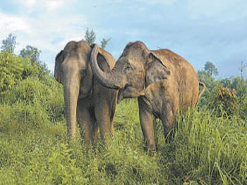 Estudo feito revela que elefantes se consolam quando estão sofrendo
