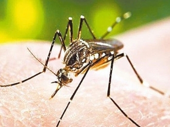 Aparelho desenvolvido pela USP São Carlos é capaz de dar o diagnóstico da dengue em 20 minutos