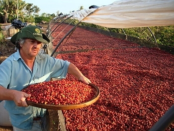 Chuvas escassas do início do ano deve gerar queda na produção de café no Brasil