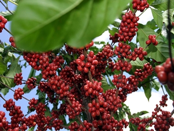 Safra do café pode ser a menor desde 2009 em decorrência do clima incomum do início do ano