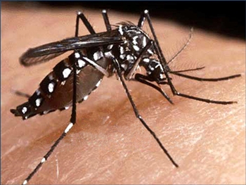 Número elevado de casos de dengue em cidades-sede da Copa do Mundo preocupa 