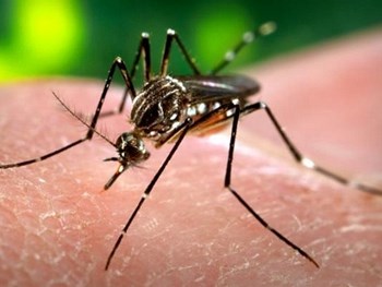 Dados do Ministério da Saúde revelam que número de cidades com risco de epidemia de dengue sofreu queda